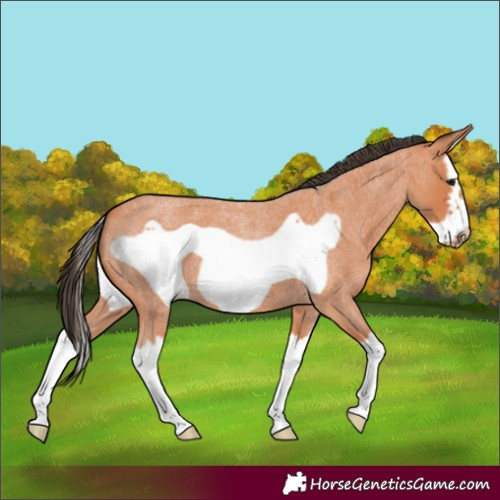 Horse Color:Bay Roan Splash Frame