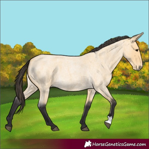 Horse Color:Buckskin Roan 
