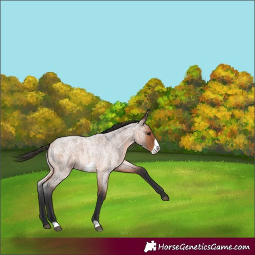 Horse Color:Bay Roan Frame