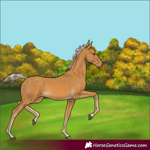 Horse Color:Palomino 