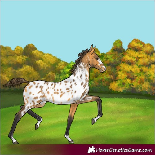 Horse Color:Buckskin Appaloosa Rabicano 