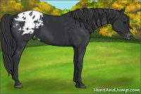 Horse Color:Black Appaloosa