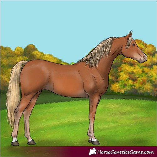Horse Color:Chestnut 