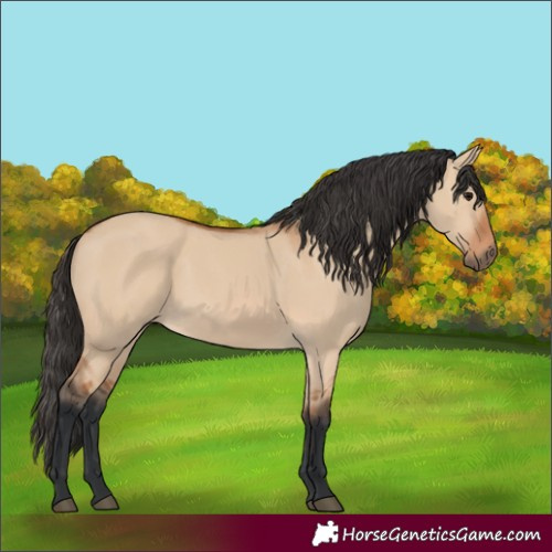 Horse Color:Bay Dun 