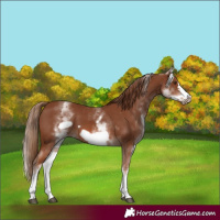 Horse Color:White Spotted Chestnut Frame 