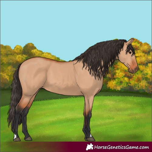 Horse Color:Bay Dun 