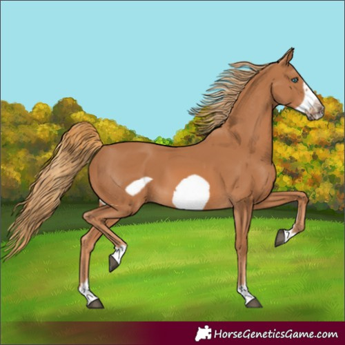 Horse Color:Chestnut Frame 