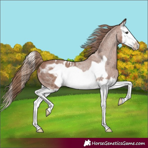 Horse Color:Red Roan Splash Frame Appaloosa 