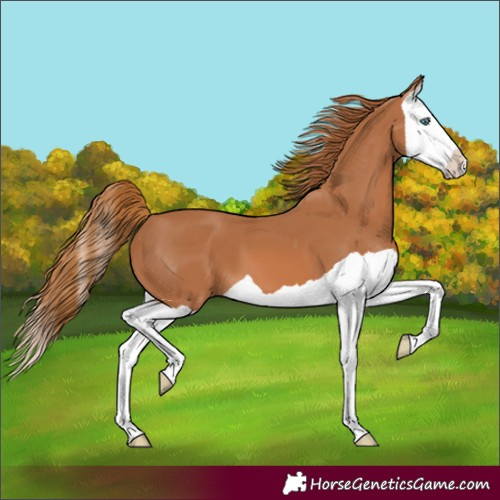 Horse Color:Chestnut Splash 