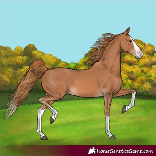 Horse Color:Chestnut Splash 