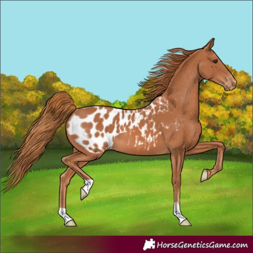 Horse Color:Chestnut Appaloosa 