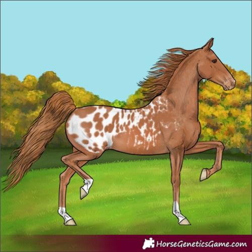 Horse Color:Chestnut Blanket 