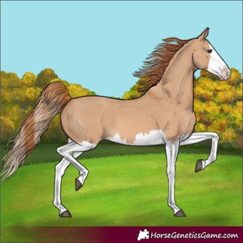 Horse Color:Red Dun Splash 
