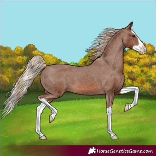 Horse Color:Chestnut Splash Appaloosa 
