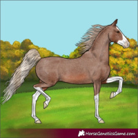 Horse Color:Chestnut Splash Appaloosa 