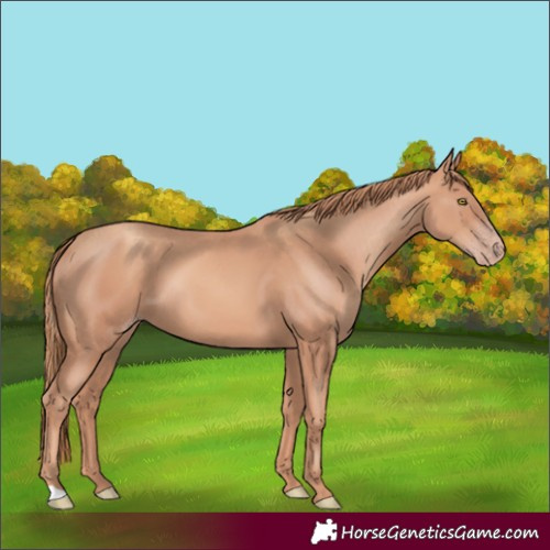 Horse Color:Gold Champagne 