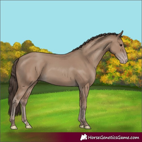 Horse Color:Unknown 