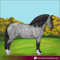 Horse Color:Blue Roan 