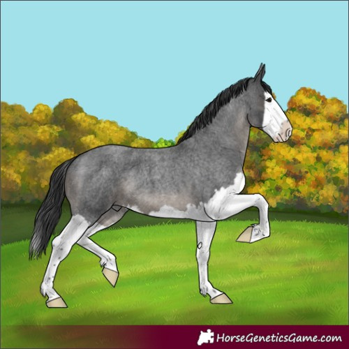 Horse Color:Blue Roan Splash 