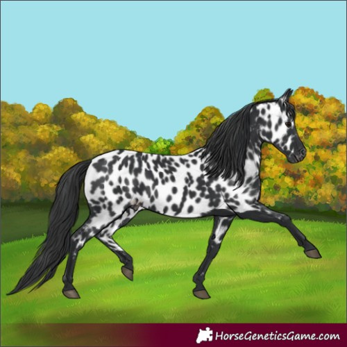 Horse Color:Black Appaloosa 