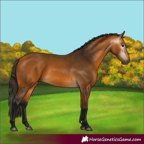 Horse Color:Gray Buckskin 