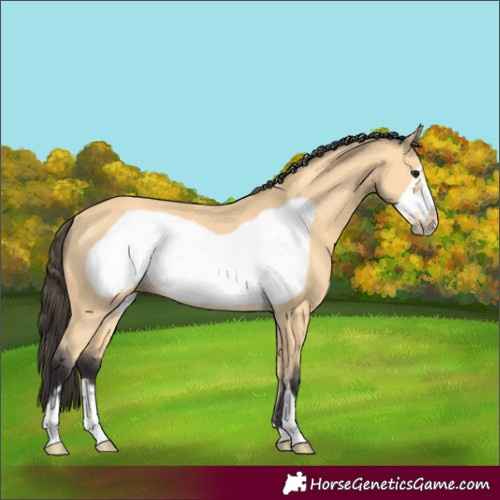 Horse Color:Buckskin Frame 