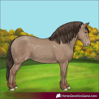 Horse Color:Classic Champagne 