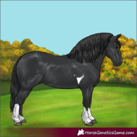Horse Color:Black Tobiano Rabicano 