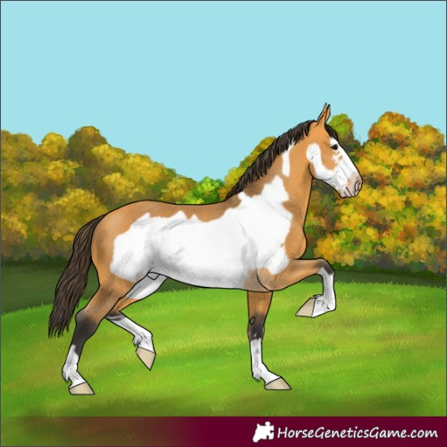 Horse Color:Buckskin Frame Rabicano 