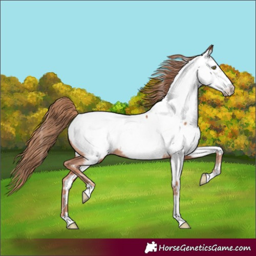 Horse Color:Gold Champagne Appaloosa 