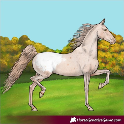 Horse Color:Gold Champagne Appaloosa 