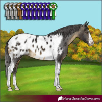 Horse Color:Buckskin Tobiano Appaloosa 