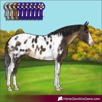 Horse Color:Buckskin Tobiano Appaloosa