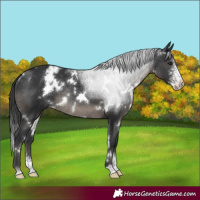 Horse Color:White Spotted Black Sabino Appaloosa Rabicano 