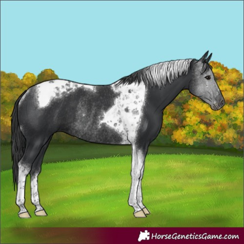 Horse Color:Black Tobiano Rabicano 