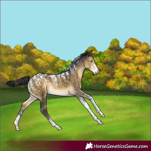 Horse Color:Powder White Buckskin Dun Rabicano Brindle 