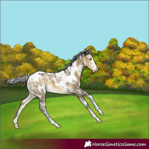 Horse Color:Powder White White Spotted Silver Buckskin Dun 