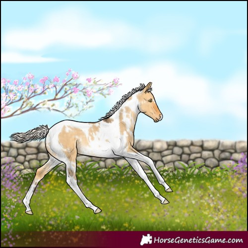 Horse Color:White Spotted Silver Buckskin Dun Tobiano 