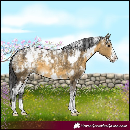 Horse Color:Powder White White Spotted Buckskin Dun 