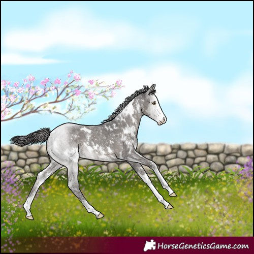 Horse Color:White Spotted Smoky Black Sabino 