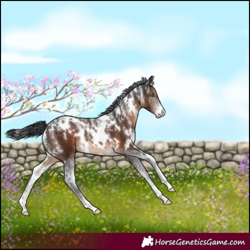 Horse Color:Powder White White Spotted Brown 