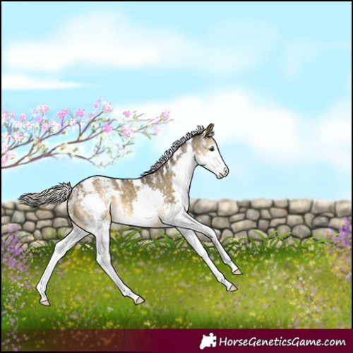 Horse Color:Powder White White Spotted Silver Buckskin Dun Splash Appaloosa 