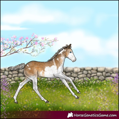 Horse Color:White Spotted Chocolate Palomino Splash 