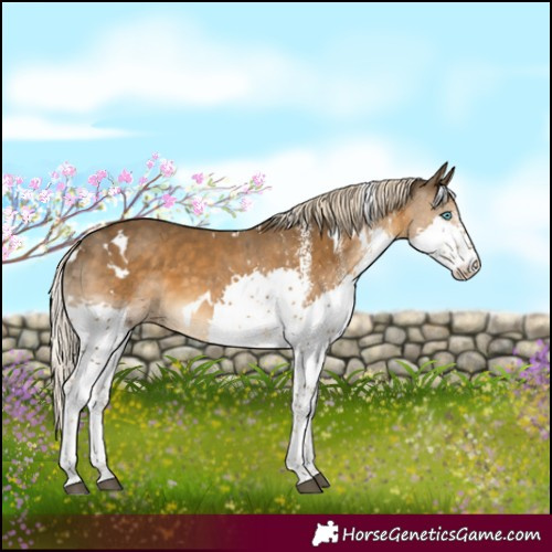 Horse Color:White Spotted Chocolate Palomino Splash 