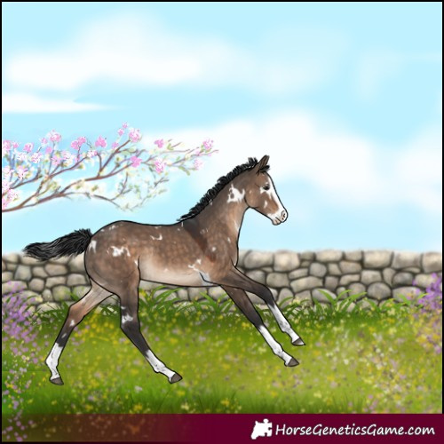 Horse Color:White Spotted Brown Dun Splash Rabicano 