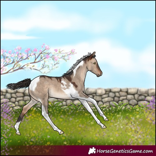 Horse Color:Bay Dun Tobiano 