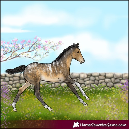 Horse Color:Powder White Buckskin 