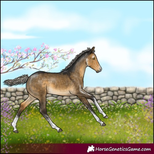 Horse Color:Gray White Spotted Silver Buckskin Dun 