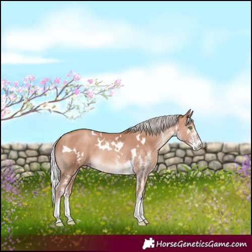 Horse Color:White Spotted Silver Sable Champagne 