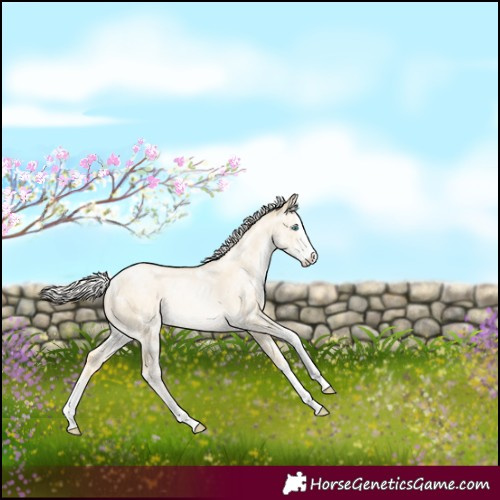 Horse Color:White Spotted Silver Sable Cream Champagne Pearl Dun Splash Rabicano Brindle 
